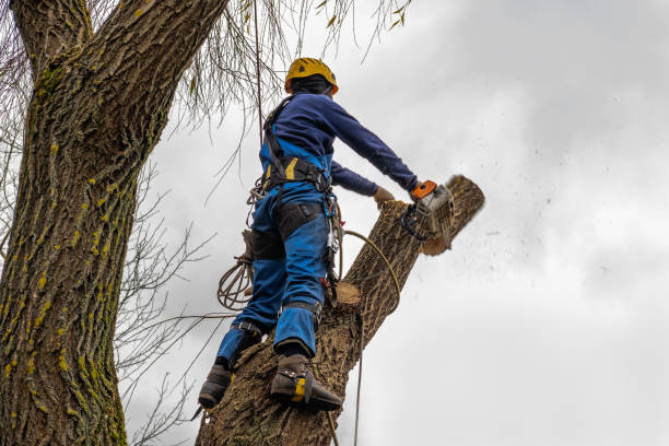 Seasonal Cleanup (Spring/Fall) in Ripon, WI